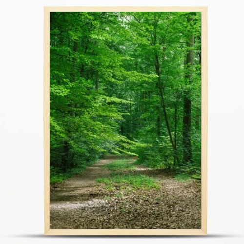 path between trees in green beautiful forest in Wurzburg, Germany