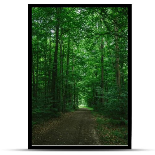 narrow road in green beautiful forest in Wurzburg, Germany