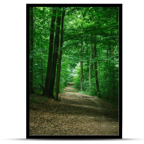 road in green beautiful forest in Wurzburg, Germany