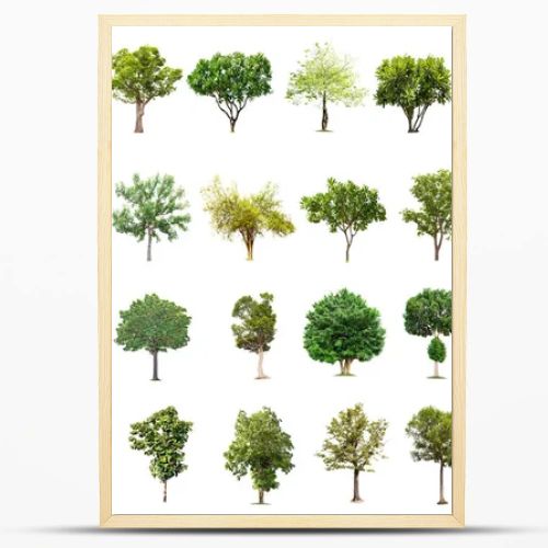 Isolated big tree on white background ,The collection of trees.Large trees database Botanical garden organization elements of Asian nature in Thailand, tropical trees isolated used for design,