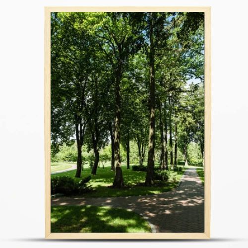 sunlight on path with shadows from trees and bushes in park 