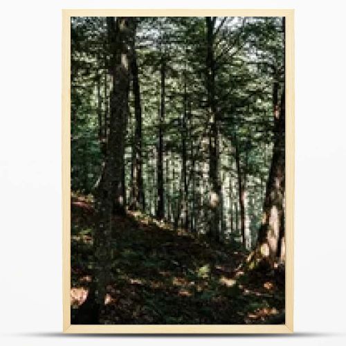 panoramic shot of shadows on ground near trees with green fresh leaves in forest 