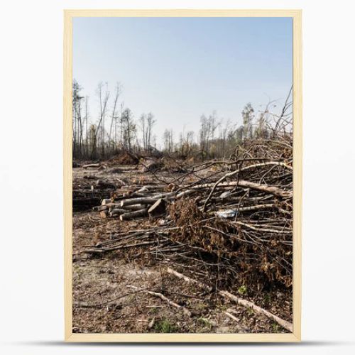 sunshine on dry sticks near trees in forest 