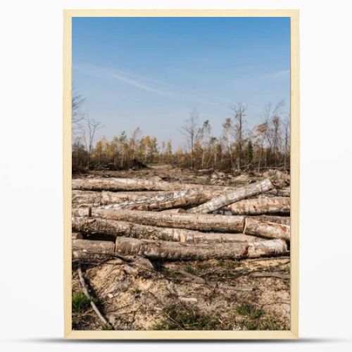sunshine on wooden logs on ground near trees in woods 