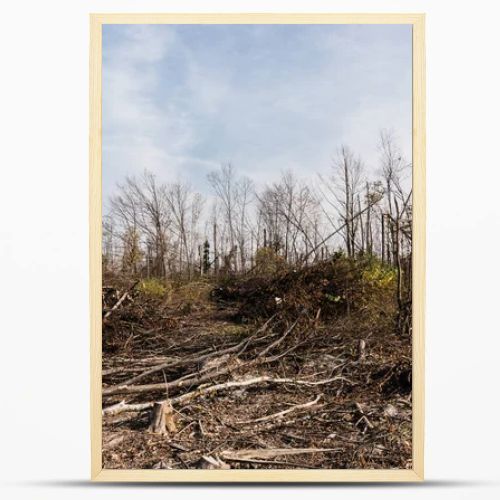 sunshine on dry sticks near trees in forest against blue sky 