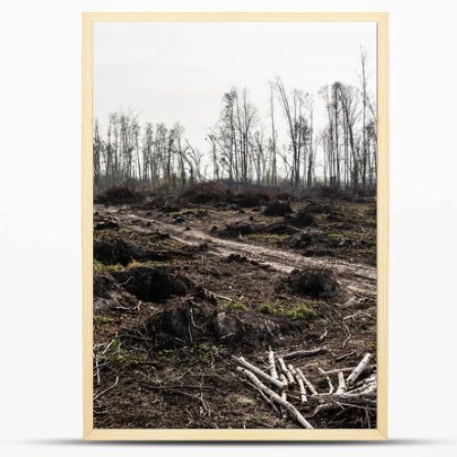 dry sticks on ground near path against cloudy sky 