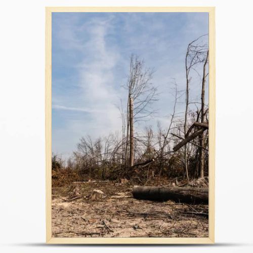 logs near sticks and trees against blue sky 