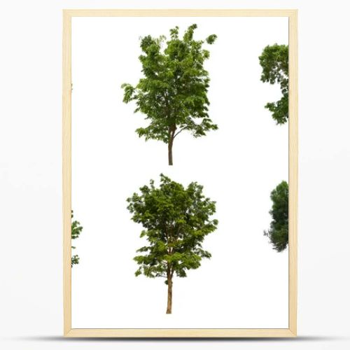 isolated tree green set is located on a white background.Collection of isolated tree green on white background Tropical tree