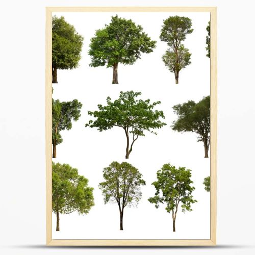 isolated tree green set is located on a white background.Collection of isolated tree green on white background Tropical tree