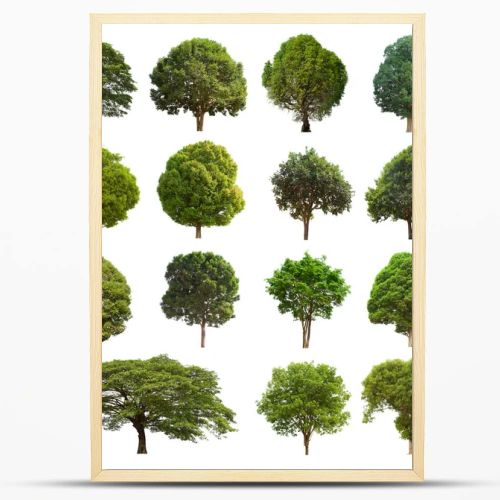 isolated tree green set is located on a white background.Collection of isolated tree green on white background Tropical tree