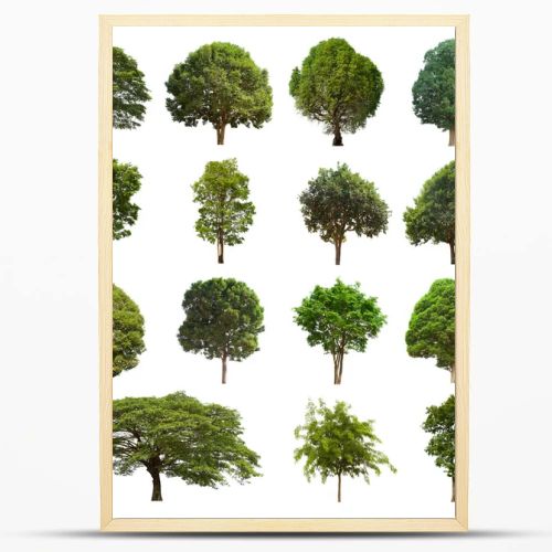 isolated tree green set is located on a white background.Collection of isolated tree green on white background Tropical tree