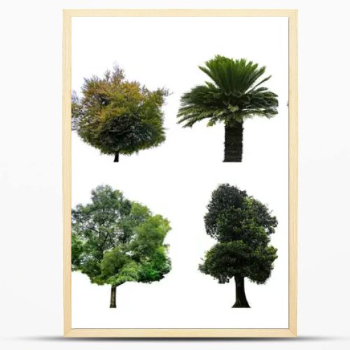 Set of different trees isolated on white