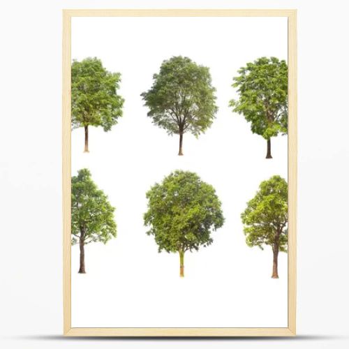  tree isolated on white background ,The collection of trees. Large trees database Botanical garden organization elements of Asian nature in Thailand, tropical trees isolated used for design,