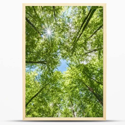 A vibrant view from below a dense green canopy where the sunlight softly filters through the leaves above