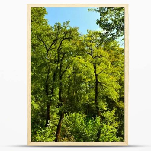 Tall trees in a temperate, deciduous, broadleaf european forest lit by sunlight