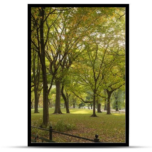 park with picturesque green trees in New York City