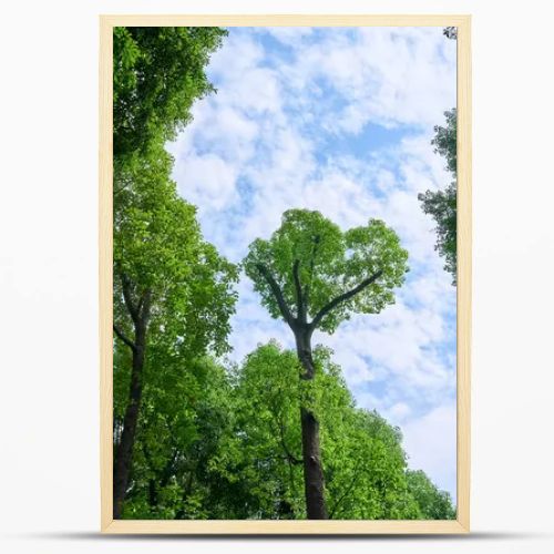 green forest in the morning