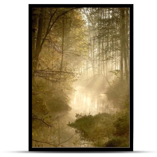 Sunlight falls into misty forest