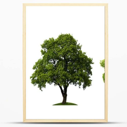 Three beautiful tree isolated