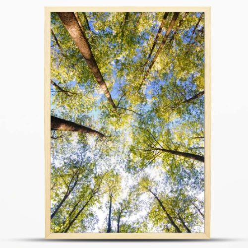 Looking up in forest
