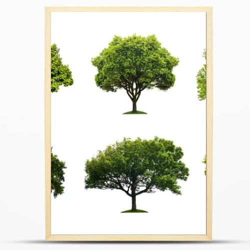 Collection of isolated summer tree