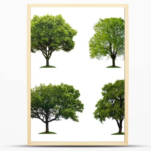 Trees isolated