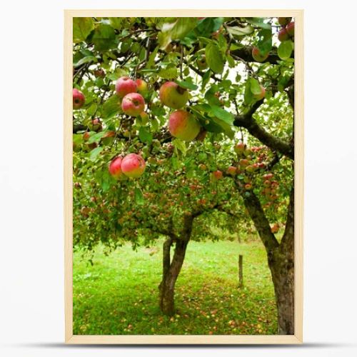 Apple trees with red apples