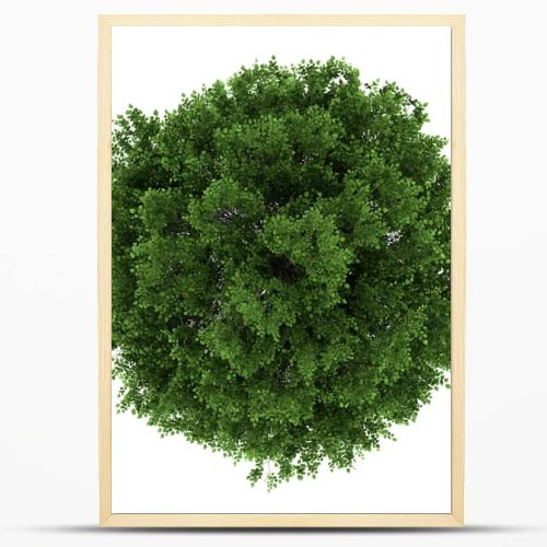 Top view of small-leaved lime tree isolated on white background