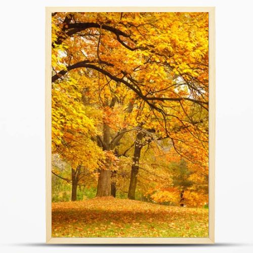 Autumn / Gold Trees in a park