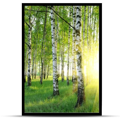 Birch trees