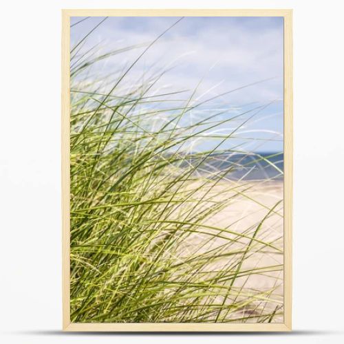 Beach grass