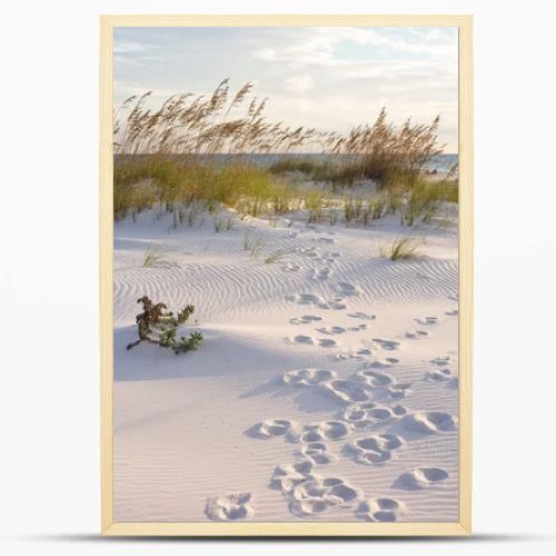 Footprints in the Dunes