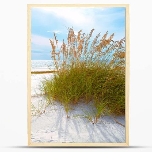 Summer landscape with Sea oats and grass dunes on a beautiful Florida beach