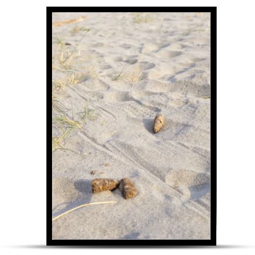 Detail of dog waste on a public beach in a coastal area