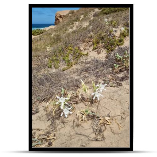 Beautiful white sea daffodils (Pancratium maritimum) blooming naturally on sandy coastal dunes along the Algarve coast in Portugal. Native beach flowers surrounded by dune vegetation with the Atlantic Ocean nearby, illustrating coastal biodiversity,