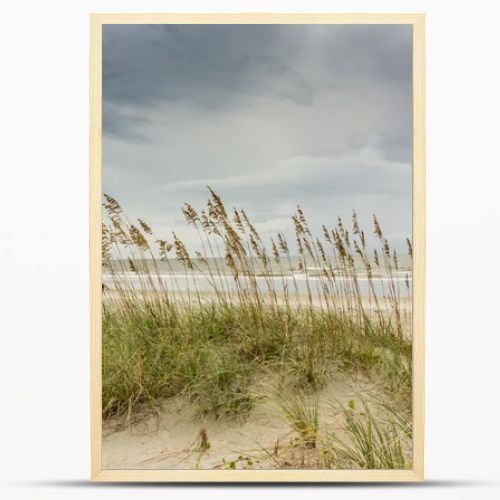 Sea Oats on Dune