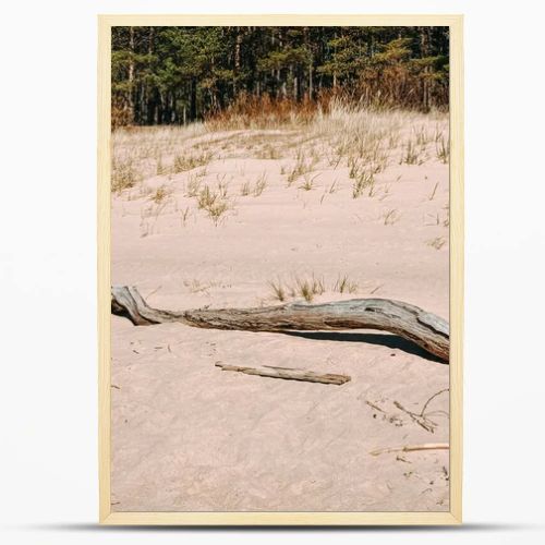 Weathered driftwood rests on soft sand dunes with sparse grass and a pine forest backdrop. A clean, natural coastal scene ideal for themes of resilience, sustainability, travel, and minimal outdoor aesthetics.