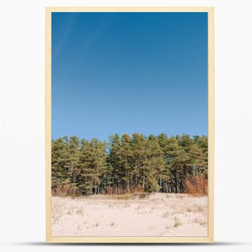 Wide sandy dunes bordered by a dense pine forest beneath a clear blue sky create a clean, natural landscape. Perfect for travel, environment, and wellness themes with ample copy space and calm composition.