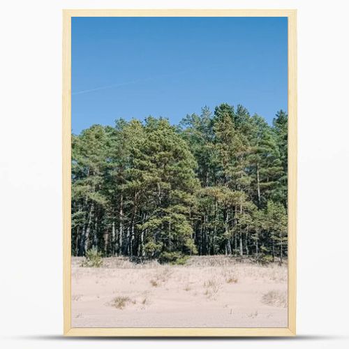 Natural coastal scene with sandy dunes and a dense pine forest beneath a bright blue sky. Clean, minimalist landscape ideal for travel, nature, sustainability, and relaxation concepts with generous copy space.