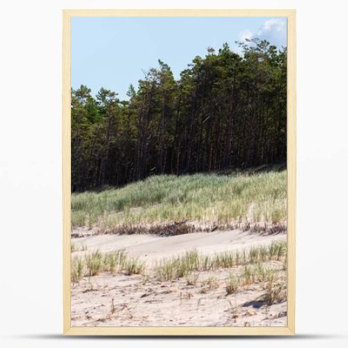 Coastal sand dunes covered with marram grass and pine forest under blue sky  natural seaside landscape photography