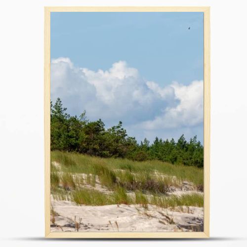 Coastal sand dunes with marram grass, pine forest and cloudy blue sky on the Baltic coast  natural seaside landscape photography