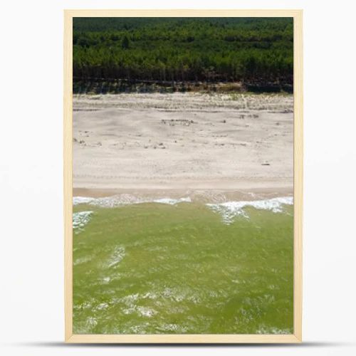 Aerial drone view of empty sandy beach, green Baltic Sea waves and pine forest coastline  natural seaside landscape photography