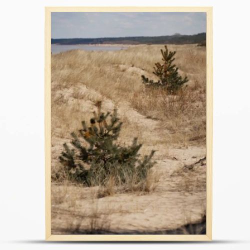 Seaside dunes with dry vegetation, sandy path and young pine growth along the coast, shoreline habitat, ecology and erosion concept