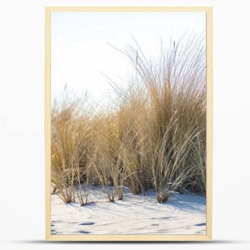 Marram grass, Ammophila Arenaria, on sand dunes. Ammophila Arenaria is a species of grass in the family Poaceae, known as European marram grass and European beachgrass. High quality photo
