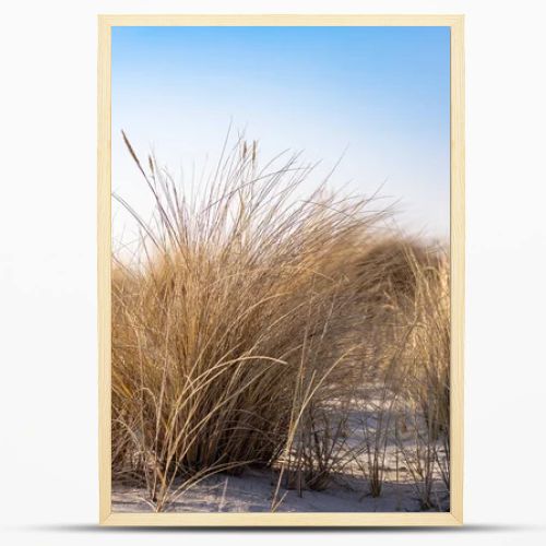 Marram grass, Ammophila Arenaria, on sand dunes. Ammophila Arenaria is a species of grass in the family Poaceae, known as European marram grass and European beachgrass. High quality photo