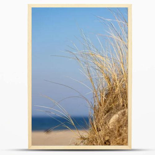 Marram grass, Ammophila Arenaria, on sand dunes. Ammophila Arenaria is a species of grass in the family Poaceae, known as European marram grass and European beachgrass. High quality photo