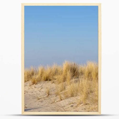 Marram grass, Ammophila Arenaria, on sand dunes. Ammophila Arenaria is a species of grass in the family Poaceae, known as European marram grass and European beachgrass. High quality photo