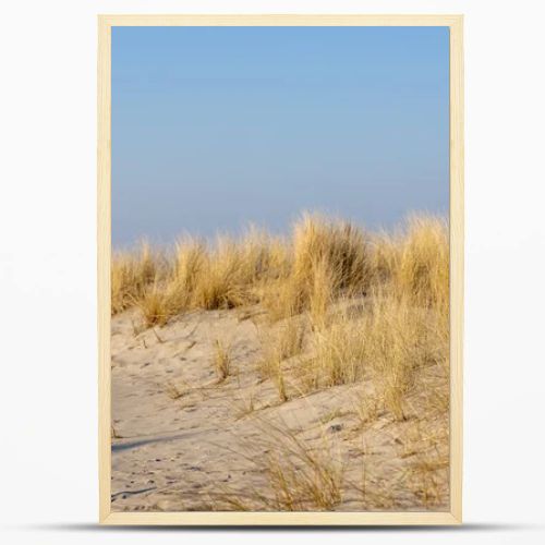 Marram grass, Ammophila Arenaria, on sand dunes. Ammophila Arenaria is a species of grass in the family Poaceae, known as European marram grass and European beachgrass. High quality photo