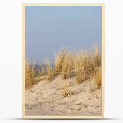 Marram grass, Ammophila Arenaria, on sand dunes. Ammophila Arenaria is a species of grass in the family Poaceae, known as European marram grass and European beachgrass. High quality photo