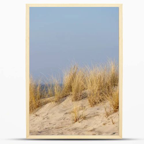 Marram grass, Ammophila Arenaria, on sand dunes. Ammophila Arenaria is a species of grass in the family Poaceae, known as European marram grass and European beachgrass. High quality photo
